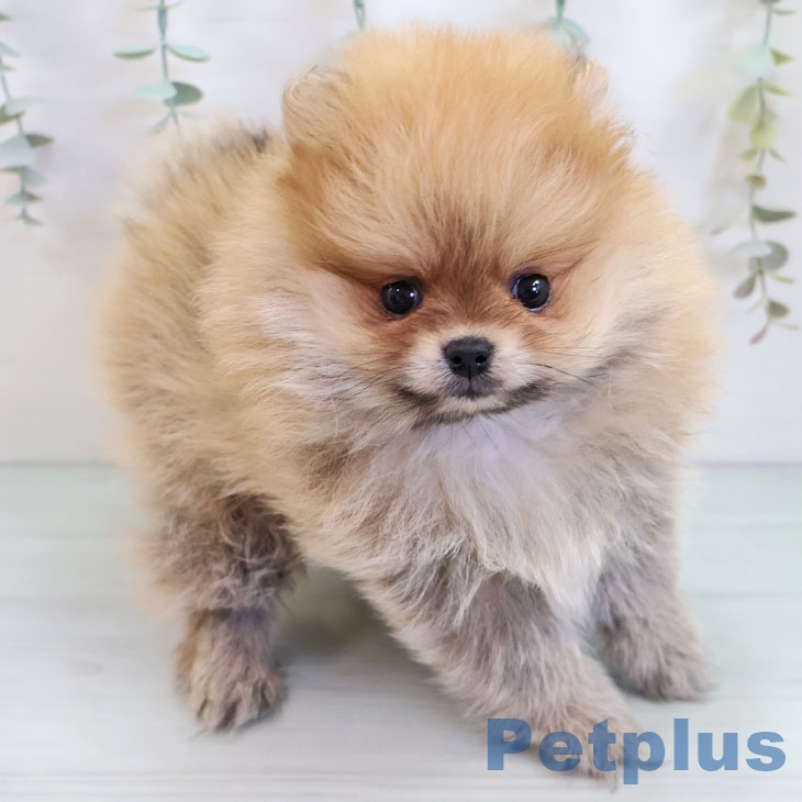 ポメラニアンの写真2
