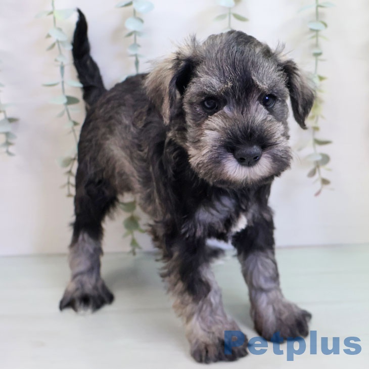 長野県のミニチュアシュナウザー (ペットプラス 長野店/2025年9月24日生まれ/男の子/ソルトペッパー)の子犬の1枚目の画像