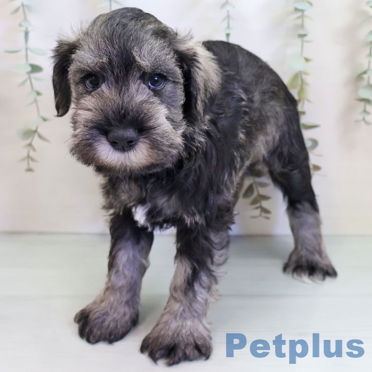 長野県のミニチュアシュナウザー (ペットプラス 長野店/2025年9月24日生まれ/男の子/ソルトペッパー)の子犬の2枚目の画像