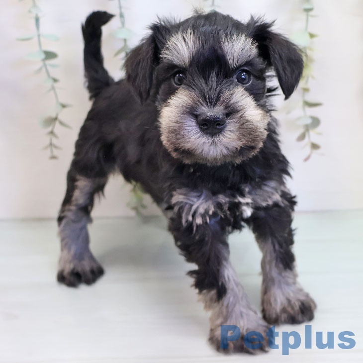 ミニチュア・シュナウザー