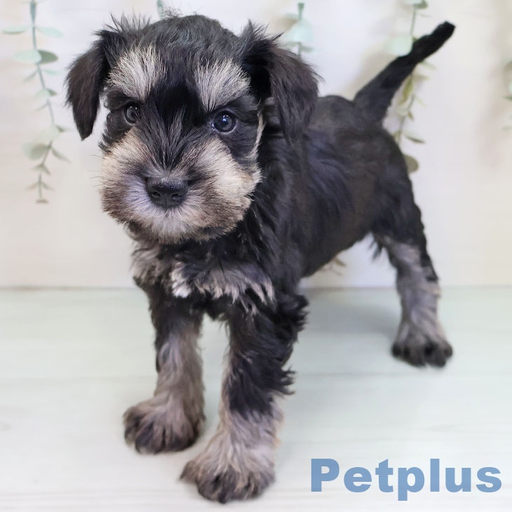 ミニチュア・シュナウザーの写真2