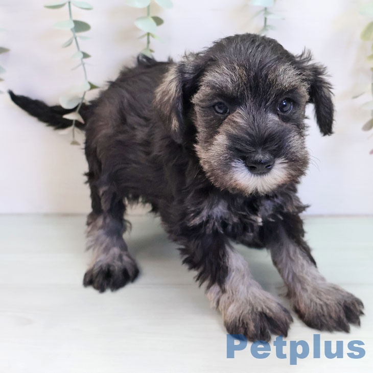 ミニチュア・シュナウザー