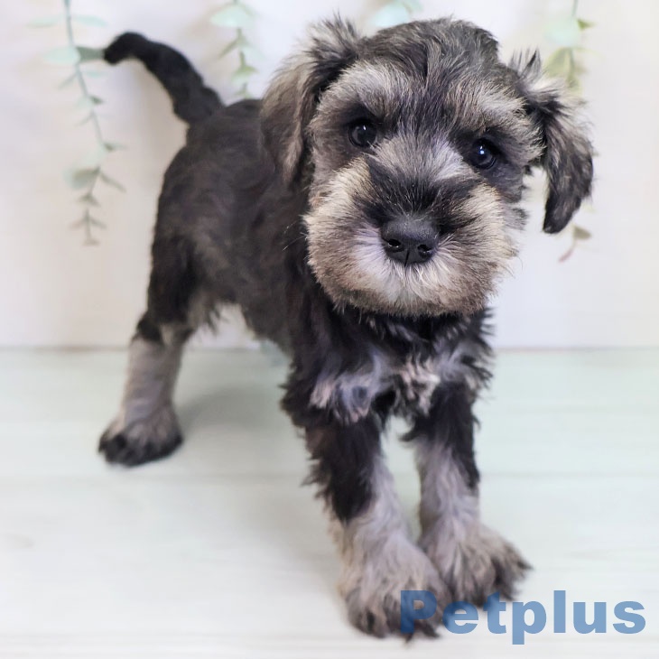 ミニチュア・シュナウザー