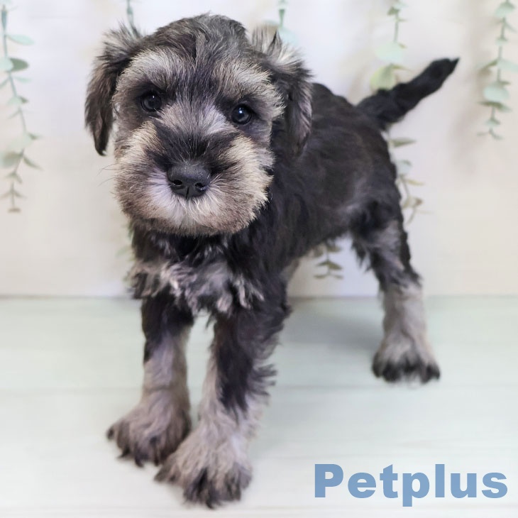 ミニチュア・シュナウザー