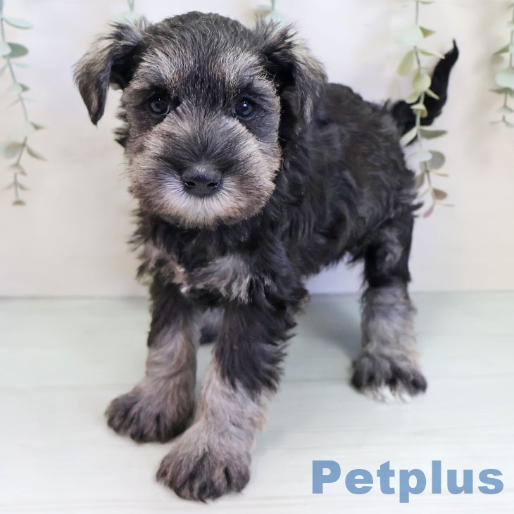 ミニチュア・シュナウザー