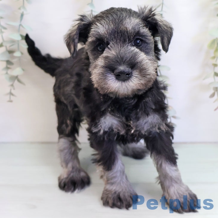 ミニチュア・シュナウザー