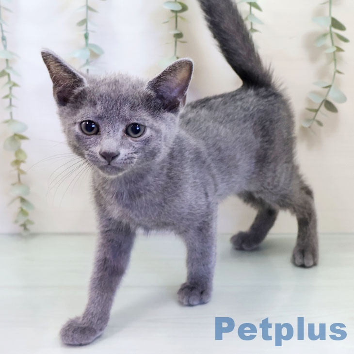 ロシアンブルー