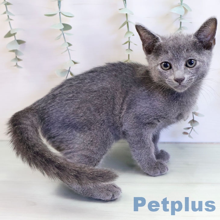 ロシアンブルー