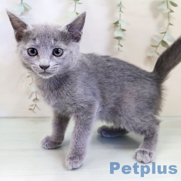 ロシアンブルー