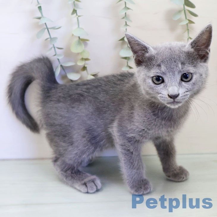 ロシアンブルーの写真2