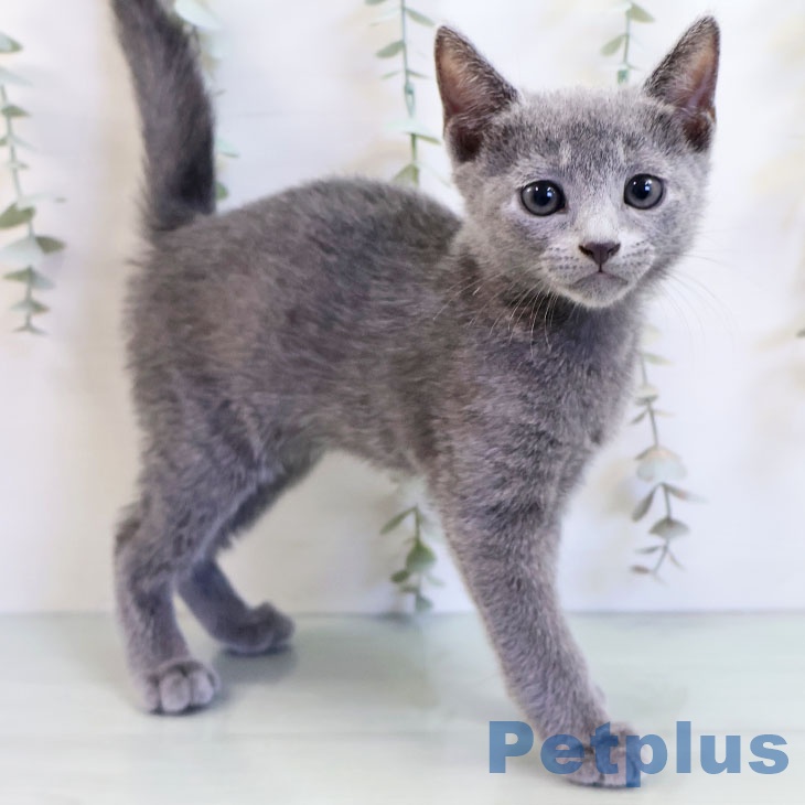 宮崎県のロシアンブルー (ペットプラス 宮崎店/2025年9月24日生まれ/女の子/ブルー)の子猫の1枚目の画像