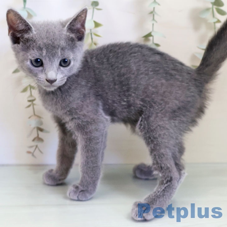 宮崎県のロシアンブルー (ペットプラス 宮崎店/2025年9月24日生まれ/女の子/ブルー)の子猫の2枚目の画像