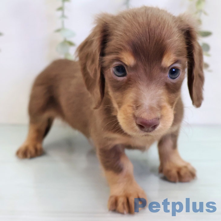 福岡県のミニチュアダックスフンド(ロング) (ペットプラス 小倉南店/2025年9月23日生まれ/男の子/チョコレートタン)の子犬の1枚目の画像