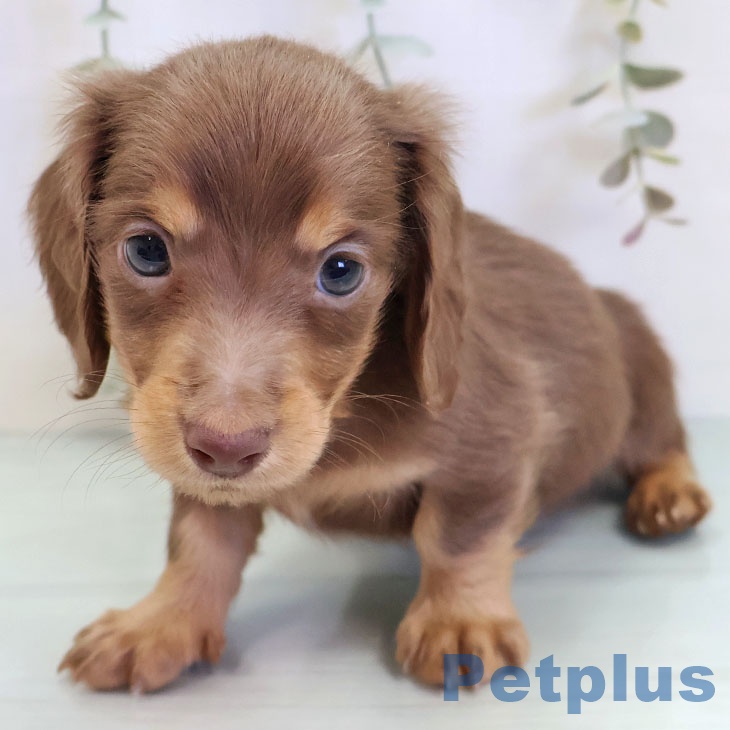 福岡県のミニチュアダックスフンド(ロング) (ペットプラス 小倉南店/2025年9月23日生まれ/男の子/チョコレートタン)の子犬の2枚目の画像