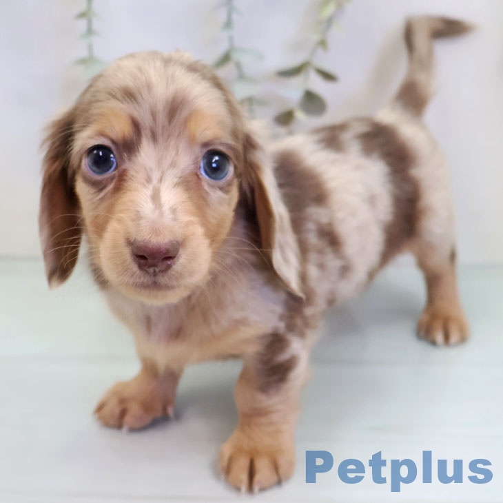 ミニチュア・ダックスフンド