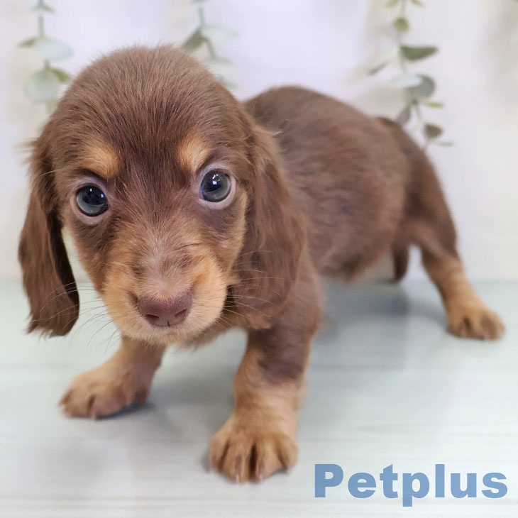長野県のミニチュアダックスフンド(ロング) (ペットプラス 長野店/2025年9月23日生まれ/女の子/チョコレートタン)の子犬の1枚目の画像
