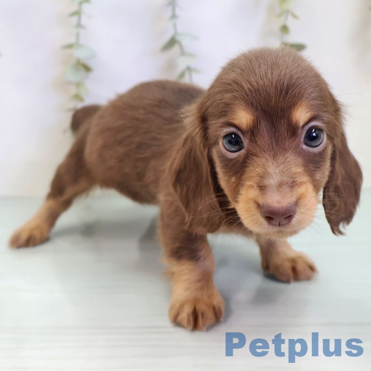 長野県のミニチュアダックスフンド(ロング) (ペットプラス 長野店/2025年9月23日生まれ/女の子/チョコレートタン)の子犬の2枚目の画像