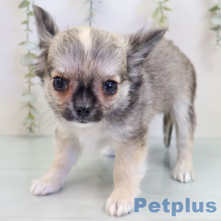 宮崎県のチワワ(ロング) (ペットプラス 宮崎店/2025年9月14日生まれ/男の子/フォーン)の子犬の1枚目の画像