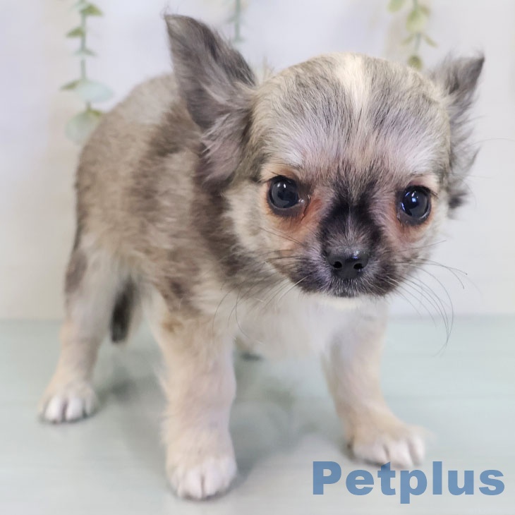 宮崎県のチワワ(ロング) (ペットプラス 宮崎店/2025年9月14日生まれ/男の子/フォーン)の子犬の2枚目の画像