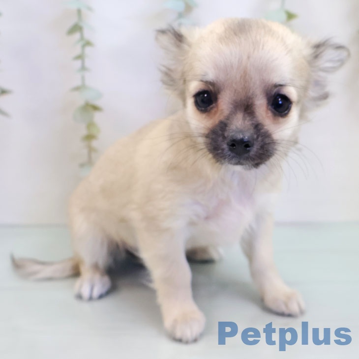群馬県のチワワ(ロング) (ペットプラス イオンモール太田店/2025年9月14日生まれ/女の子/フォーン)の子犬の1枚目の画像