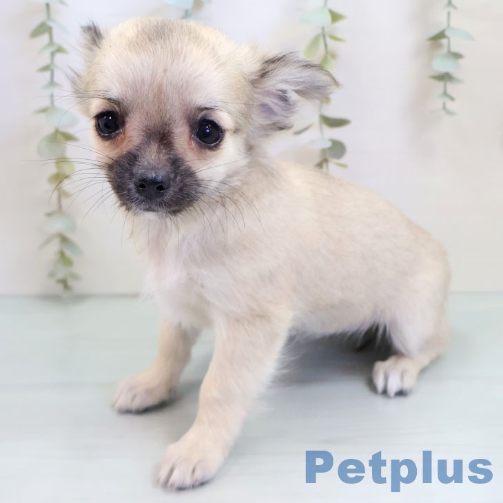 群馬県のチワワ(ロング) (ペットプラス イオンモール太田店/2025年9月14日生まれ/女の子/フォーン)の子犬の2枚目の画像