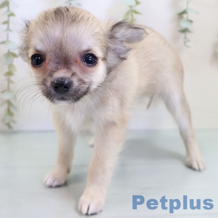 鹿児島県のチワワ(ロング) (ペットプラス 姶良店/2025年9月14日生まれ/女の子/フォーン)の子犬の1枚目の画像