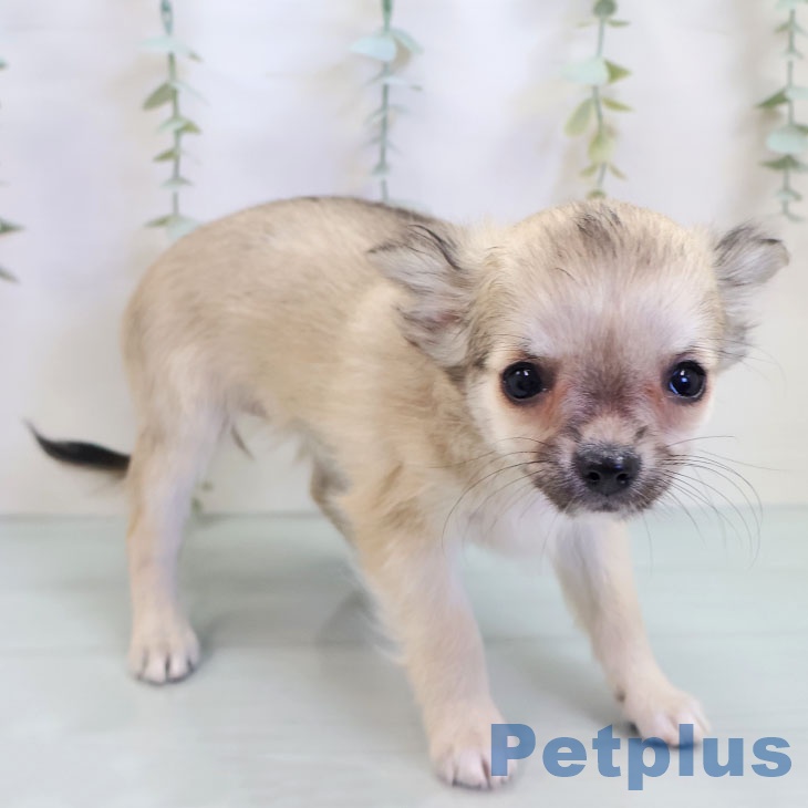 鹿児島県のチワワ(ロング) (ペットプラス 姶良店/2025年9月14日生まれ/女の子/フォーン)の子犬の2枚目の画像