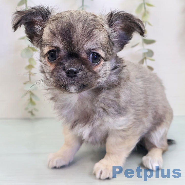 福岡県のチワワ(ロング) (ペットプラス 黒崎店/2025年9月17日生まれ/女の子/フォーン)の子犬