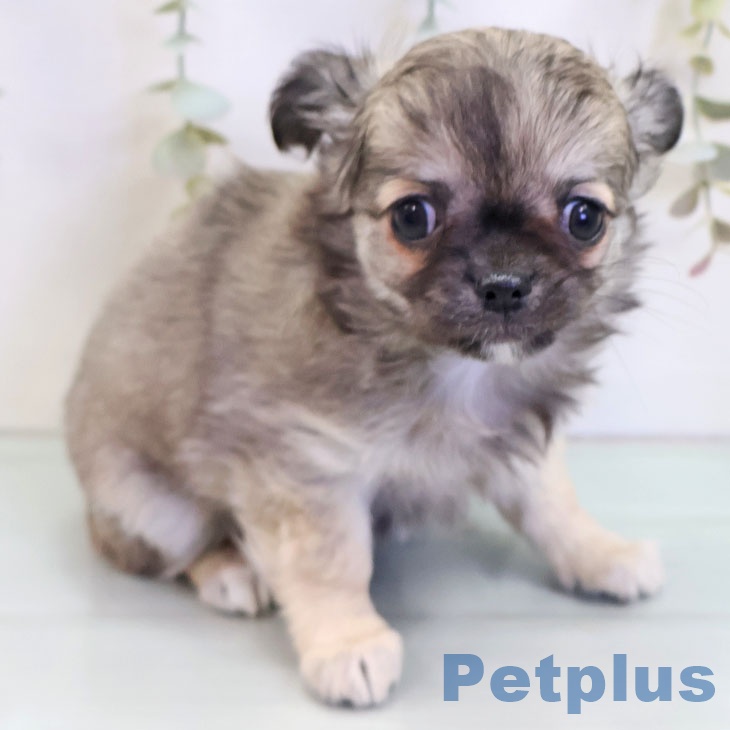 福岡県のチワワ(ロング) (ペットプラス 黒崎店/2025年9月17日生まれ/女の子/フォーン)の子犬の2枚目の画像