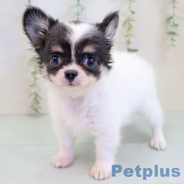 福岡県のチワワ(ロング) (ペットプラス 八幡東店/2025年9月13日生まれ/男の子/ホワイトブラックタン)の子犬の1枚目の画像