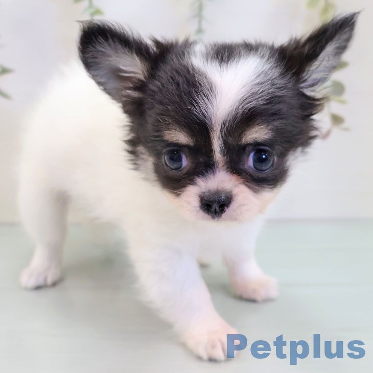 福岡県のチワワ(ロング) (ペットプラス 八幡東店/2025年9月13日生まれ/男の子/ホワイトブラックタン)の子犬の2枚目の画像