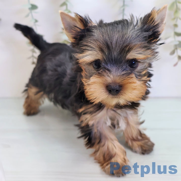 ヨークシャー・テリア