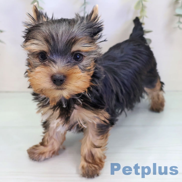 熊本県のヨークシャーテリア (ペットプラス 熊本店/2025年9月21日生まれ/男の子/スチールブルータン)の子犬の2枚目の画像