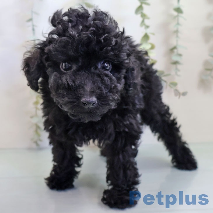 福岡県のトイプードル(トイ) (ペットプラス ららぽーと福岡店/2025年9月21日生まれ/男の子/ブラック)の子犬の1枚目の画像