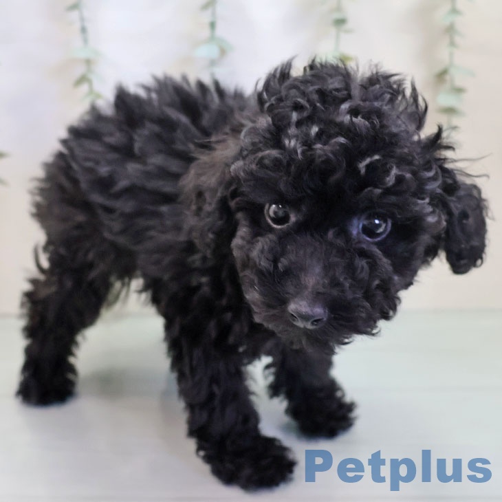 福岡県のトイプードル(トイ) (ペットプラス ららぽーと福岡店/2025年9月21日生まれ/男の子/ブラック)の子犬の2枚目の画像