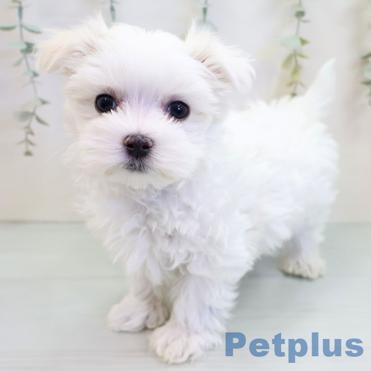 千葉県のマルチーズ (ペットプラス コトエ流山おおたかの森店/2025年9月21日生まれ/男の子/ホワイト)の子犬の1枚目の画像