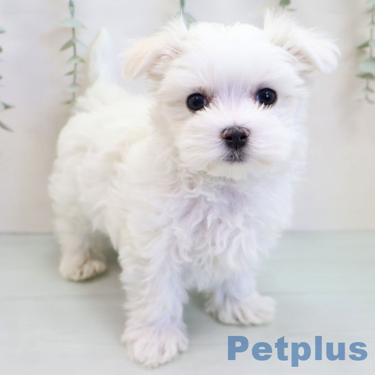 千葉県のマルチーズ (ペットプラス コトエ流山おおたかの森店/2025年9月21日生まれ/男の子/ホワイト)の子犬の2枚目の画像