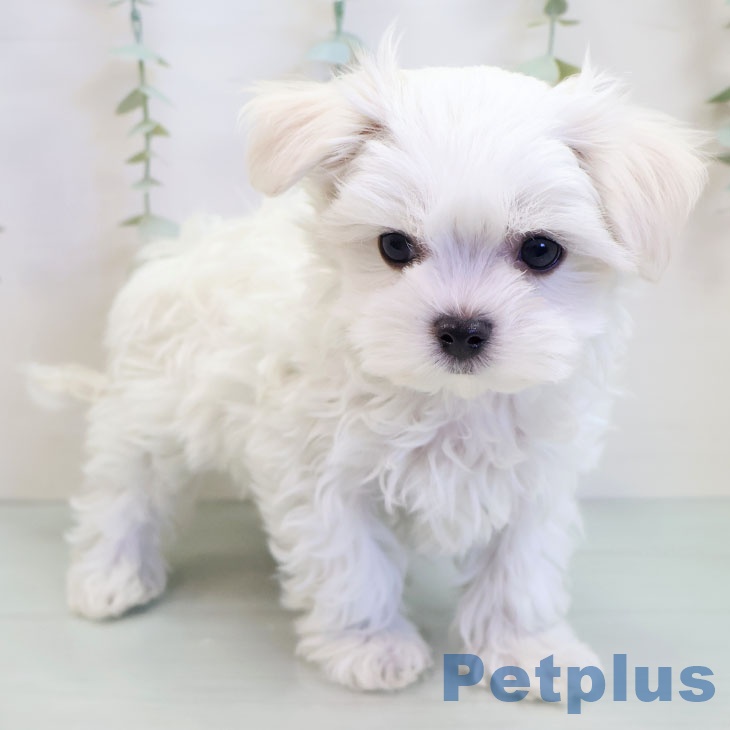 マルチーズの写真2