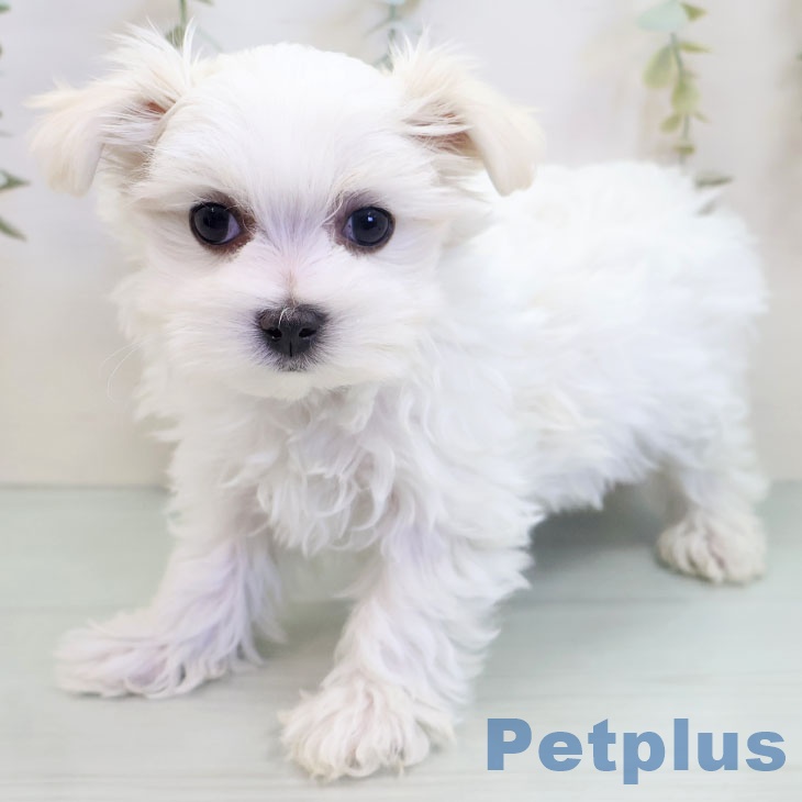 神奈川県のマルチーズ (ペットプラス 相模原並木店/2025年9月21日生まれ/女の子/ホワイト)の子犬の1枚目の画像