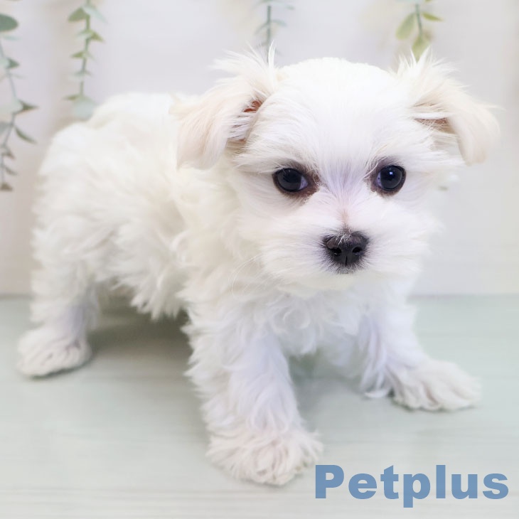神奈川県のマルチーズ (ペットプラス 相模原並木店/2025年9月21日生まれ/女の子/ホワイト)の子犬の2枚目の画像