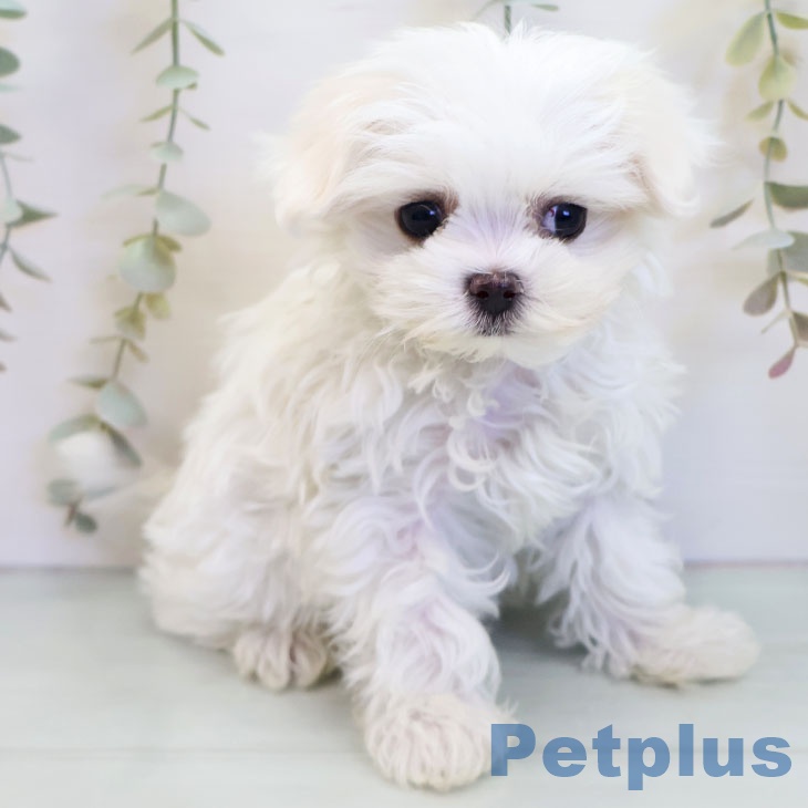 埼玉県のマルチーズ (ペットプラス 羽生店/2025年9月21日生まれ/女の子/ホワイト)の子犬の1枚目の画像