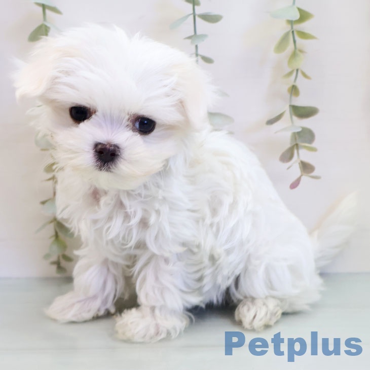 埼玉県のマルチーズ (ペットプラス 羽生店/2025年9月21日生まれ/女の子/ホワイト)の子犬の2枚目の画像