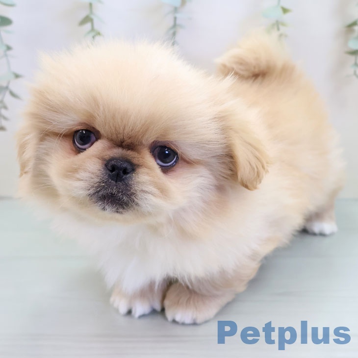 千葉県のペキニーズ (ペットプラス 成田店/2025年9月24日生まれ/男の子/クリーム)の子犬の1枚目の画像