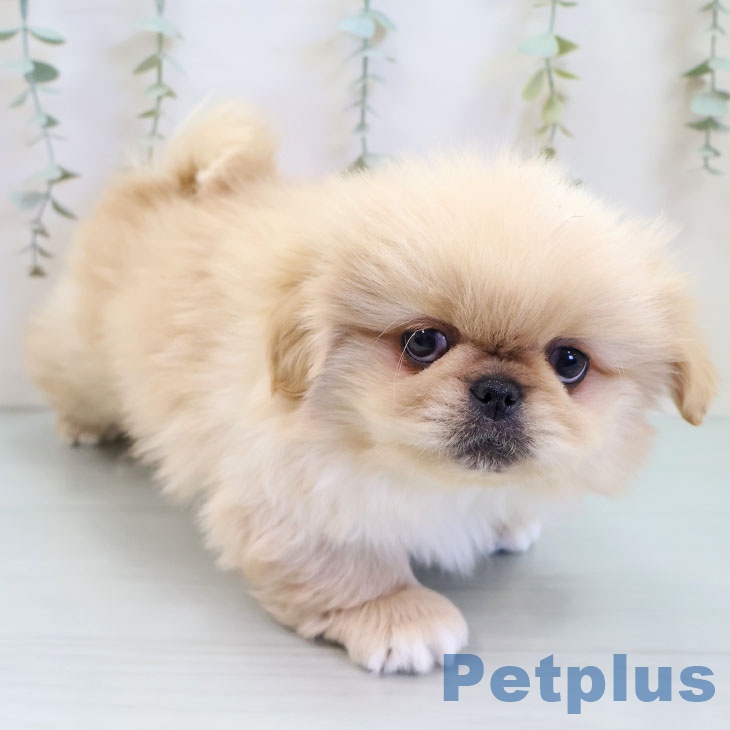 千葉県のペキニーズ (ペットプラス 成田店/2025年9月24日生まれ/男の子/クリーム)の子犬の2枚目の画像