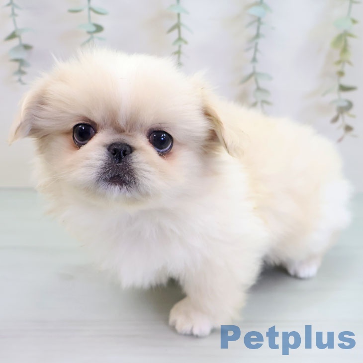 福岡県のペキニーズ (ペットプラス 福岡店/2025年9月24日生まれ/女の子/クリームホワイト)の子犬の1枚目の画像