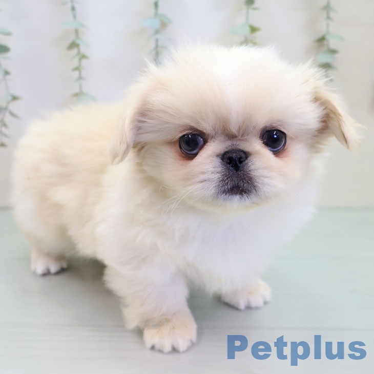 福岡県のペキニーズ (ペットプラス 福岡店/2025年9月24日生まれ/女の子/クリームホワイト)の子犬の2枚目の画像