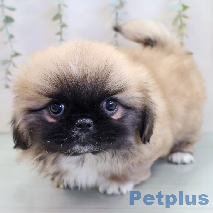 熊本県のペキニーズ (ペットプラス 熊本店/2025年9月24日生まれ/女の子/フォーン)の子犬の1枚目の画像