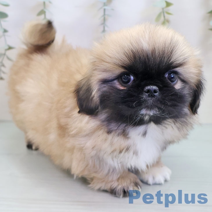 熊本県のペキニーズ (ペットプラス 熊本店/2025年9月24日生まれ/女の子/フォーン)の子犬の2枚目の画像