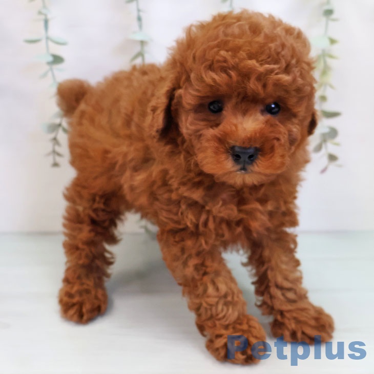 熊本県のトイプードル(トイ) (ペットプラス 熊本店/2025年9月25日生まれ/男の子/レッド)の子犬の1枚目の画像