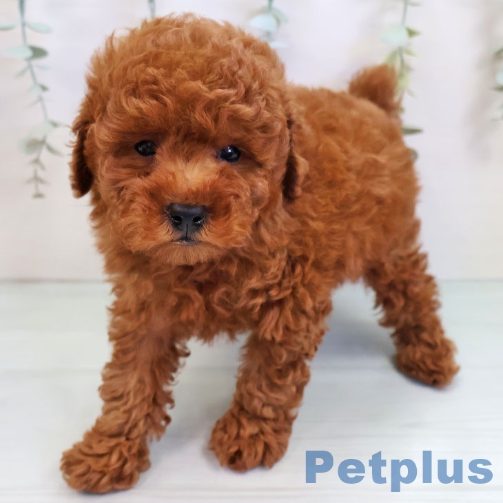 熊本県のトイプードル(トイ) (ペットプラス 熊本店/2025年9月25日生まれ/男の子/レッド)の子犬の2枚目の画像